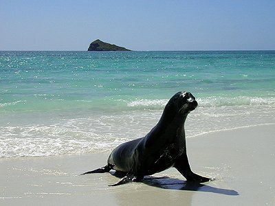 Bull Sea Lion