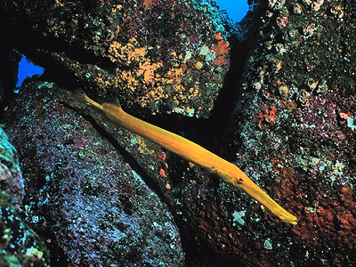 Trumpetfish in its Golden Color Phase