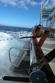 digital underwater photography from guadalupe island