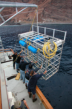 digital underwater photography from guadalupe island