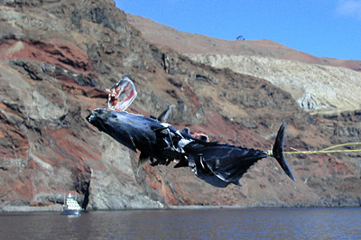 digital underwater photography from guadalupe island