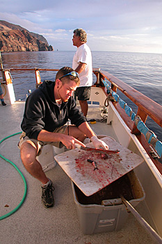 digital underwater photography from guadalupe island