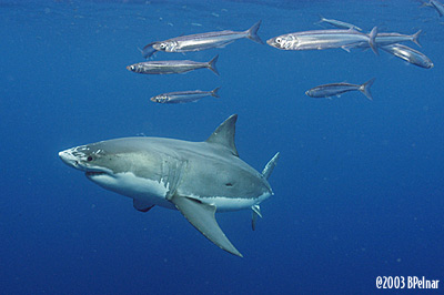 digital underwater photography from cozumel