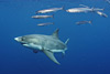 digital underwater photography from cozumel