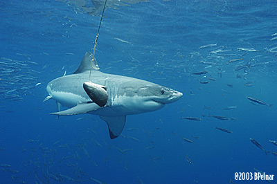 digital underwater photography from guadalupe island