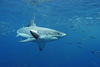 digital underwater photography from guadalupe island