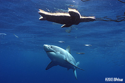 digital underwater photography from cozumel