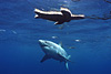 digital underwater photography from cozumel