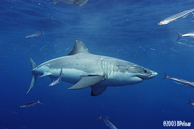 digital underwater photography from cozumel