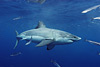 digital underwater photography from cozumel