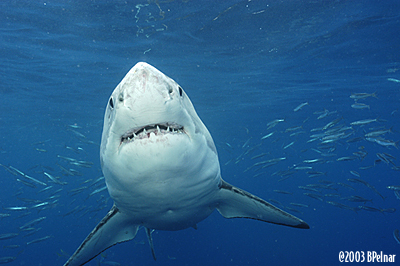 digital underwater photography from cozumel