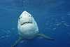 digital underwater photography from cozumel