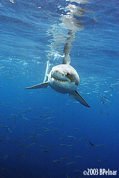 digital underwater photography from guadalupe island
