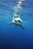digital underwater photography from guadalupe island