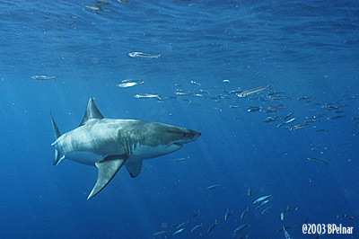 digital underwater photography from guadalupe island