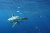 digital underwater photography from guadalupe island