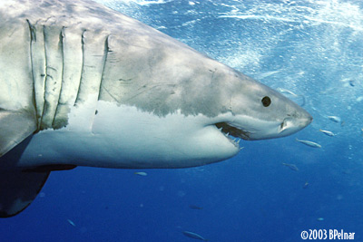 digital underwater photography from cozumel