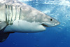 digital underwater photography from cozumel