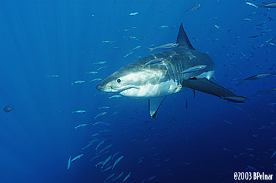 digital underwater photography from guadalupe island