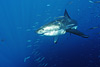 digital underwater photography from guadalupe island