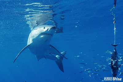 digital underwater photography from guadalupe island