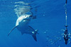 digital underwater photography from guadalupe island