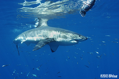 digital underwater photography from guadalupe island