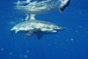 digital underwater photography from guadalupe island
