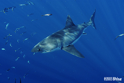 digital underwater photography from guadalupe island
