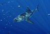 digital underwater photography from guadalupe island