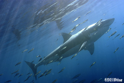 digital underwater photography from guadalupe island