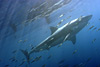 digital underwater photography from guadalupe island