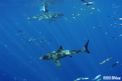 digital underwater photography from cozumel