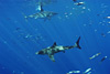 digital underwater photography from cozumel