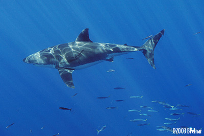 digital underwater photography from guadalupe island