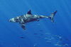 digital underwater photography from guadalupe island