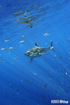 digital underwater photography from guadalupe island