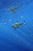 digital underwater photography from guadalupe island