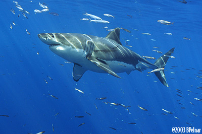 digital underwater photography from cozumel