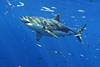 digital underwater photography from cozumel