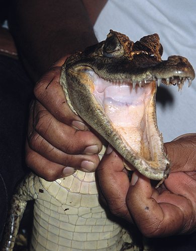 AMAZON CAIMAN HUNTING