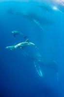 Socorro 2011 Humpbacks at Cabo Pearce