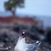 Galapagos