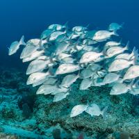 Scuba Club Cozumel 2015