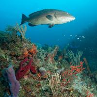 Cuba_Diving_2016_053