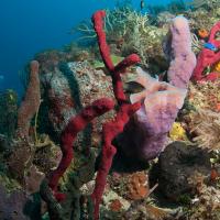 Cuba_Diving_2016_054