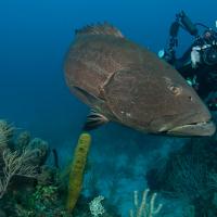 Cuba_Diving_2016_057