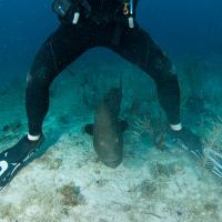 Cuba_Diving_2016_058