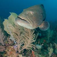 Cuba_Diving_2016_059