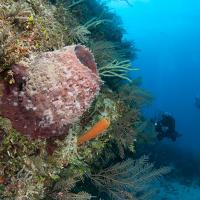 Cuba_Diving_2016_061